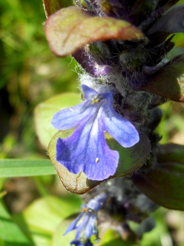 Ajuga reptans